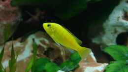 aquarium-von-martin-priemetshofer-becken-618_Labidochromis Yellow ( Jungtier ca. 2,5 cm )