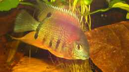 aquarium-von-knorpelfisch-neue-welt_heros efaciatus Rotkeil Männchen (Photo mit Blitz)