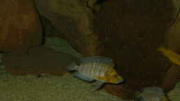 aquarium-von-thomas-kowollik-becken-619_1Paar Altolamprologus goldheat