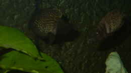 aquarium-von-thomas-kowollik-becken-619_1Paar Altolamprologus Calvus (black pectoral Congo)