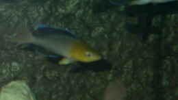 aquarium-von-thomas-kowollik-becken-619_Cyprichromis Leptosoma (jumbo Yellowhead)
