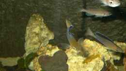 Foto mit Cyprichromis Leptosoma (jumbo Yellowhead)