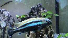 Aquarium einrichten mit Melanochromis auratus Männchen
