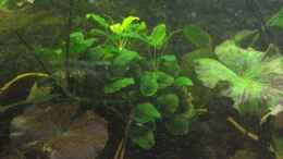 aquarium-von-alexander-beutner-becken-6203_roter und grüner Tigerlotus mit Anubia