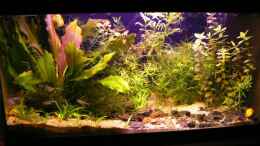 aquarium-von-rene-leubecher-becken-6208_Neubepflanzung