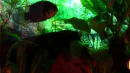 aquarium-von-michael-paulisch-becken-6221_Abendliche Hintergrundbeleuchtung