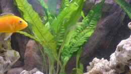 Aquarium einrichten mit Labidochromis caeruleus - Yellow