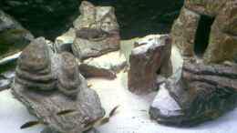 aquarium-von-torsten-bullmahn-nkhata-bay_...noch mehr Felsen...