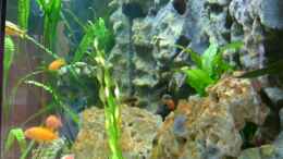 aquarium-von-oliver-raedel-becken-6244_Becken von der Seite
