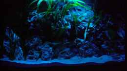 aquarium-von-oliver-raedel-becken-6244_Mondlicht