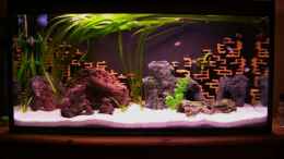 aquarium-von-oliver-raedel-becken-6244_112 liter Aufzuchtbecken mit 7 Afra cobue jungen