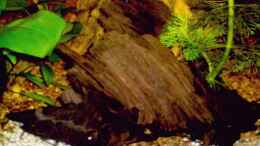 aquarium-von-achim-dengler-becken-6247_Mangrovenwurzel