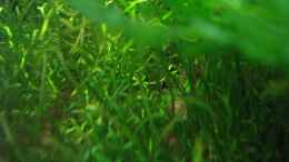 aquarium-von-robert-lehmberg-becken-6270_Neuseeland Graspflanze