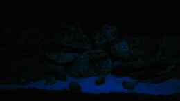 aquarium-von-oliver-knoenagel-becken-6271_Mondlicht (Kaltlichtkathode 52cm)