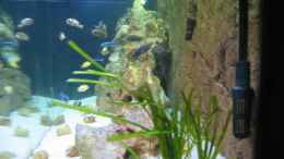 aquarium-von-oliver-knoenagel-becken-6271_Seitenansicht.