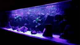 aquarium-von-t-h-o-r-bilskirnir_