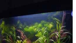 aquarium-von-sebastian-lahrius-becken-6303_Seitenansicht