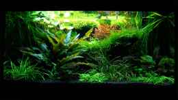 aquarium-von-simon-john-becken-6328_Frontalansicht des Dschungels...