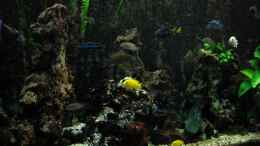 aquarium-von-harald-groener-becken-633_Blick ins Becken II