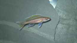 Foto mit Paracyprichromis nigripinnis blue Neon Männchen