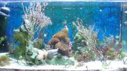 aquarium-von-eva-goeschl-becken-6362_ 60Liter Becken