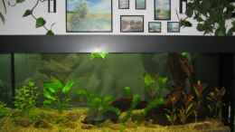 Aquarium einrichten mit Becken Juwel RIO 240l