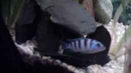 Aquarium einrichten mit Lilienmaulbrüter Weibchen