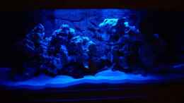 aquarium-von-juergen-langer-becken-6406_Becken mit Mondlicht