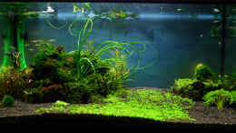 aquarium-von-senf--becken-6424_16.11.2007