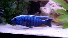 aquarium-von-steffen-langer-becken-643_Ahli ca 18cm