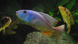 Aquarium einrichten mit Aristochromis christyi m.