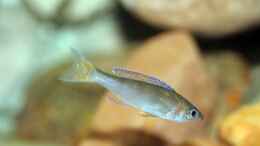 Foto mit ein heranwachsendes Männchen von den Cyprichromis leptosoma