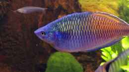 Aquarium einrichten mit Harlekin Regenbogenfische (Melanotaenia boesemani)