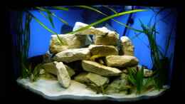 Aquarium einrichten mit Mein Tanganjika-Eckaquarium 190 Liter