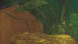 aquarium-von-andreas-rode-becken-6554_Sandgestein es sind ca 140 KG 