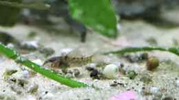 Aquarium einrichten mit 8 kleine Smaragdpanzerwelse im großen Schaubecken