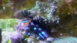 Aquarium einrichten mit Blauer Einsiedlerkrebs