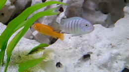 aquarium-von-bianka-merschbrock-becken-660_Pseudotropheus sp. Kingsizei Weibchen