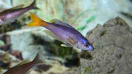 aquarium-von-christoph-klaus-becken-664_Cyrichromis leptosoma Männchen 250er