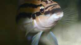 Foto mit Julidochromis dickfeldi Männchen 250er