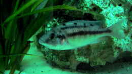 aquarium-von-heiko-selka-becken-666_Protomelas Taeniolatus W  mit vollem Maul :-)