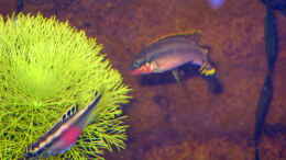 Aquarium einrichten mit Pelvicachromis taeniatus