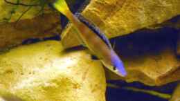 aquarium-von-felix-klett-becken-668_Leptosoma-Männchen