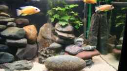aquarium-von-luetzkopf-mein-malawi-becken---nur-noch-als-beispiel_Steinaufbauten in der rechten Seite mit Luftsprudel
