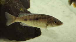 aquarium-von-klaus-lischka-becken-6712_Mylochromis gracilis WFNZ 29.05.2013