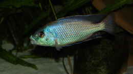 Aquarium einrichten mit Cheilochromis euchilus WF Männchen 06.12.2013