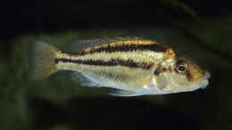 Aquarium einrichten mit Cheilochromis euchilus WF Weibchen 06.12.2013