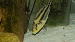 Aquarium einrichten mit Cheilochromis euchilus WF Weibchen 06.12.2013