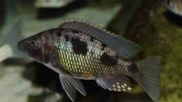 Aquarium einrichten mit Stigmatochromis sp. Tolae WFNZ Männchen 06.12.2013