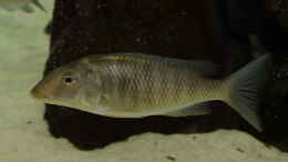 Aquarium einrichten mit Taeniolethrinops praeorbitalis WF Weibchen  08.12.2013
